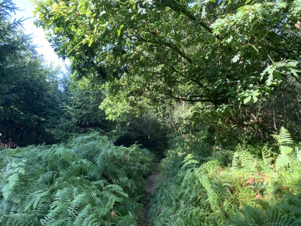 Nous quittons le GR2 dans le Bois de Canteleu pour redescendre vers les réservoirs de La Voizime.