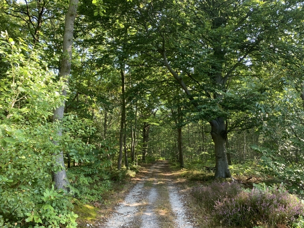 Nous remontons en forêt par l'Impasse du Bois, qui devient chemin à l'entrée du Bois de Canteleu.