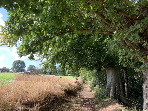 Le Haut-de-Gravenchon, chemin en lisière du Bois de la Salle.