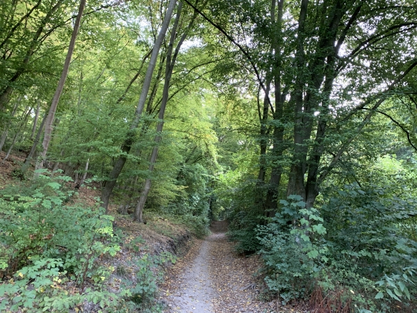 Rapidement, nous entrons en forêt de La Londe-Rouvray.