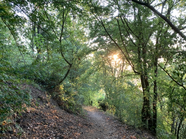 Nous sommes à mi-pente du massif d'Orival-Oissel, notre chemin domine la vallée de la Seine qui se laisse deviner derrière la végétation.