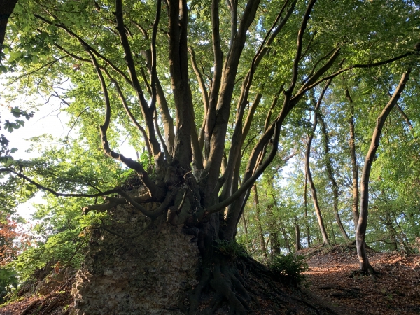 Le Hêtre de la Roche Fouet. C'est en fait un ensemble de plusieurs hêtres enchevêtrés. Leurs racines s'imbriquent dans les pierres de l'ancienne tour du château.