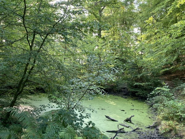 La Mare aux Anglais. Pas de trace de ceux-ci, mais de nombreuses traces de sangliers sont marquées dans la boue autour de la mare.