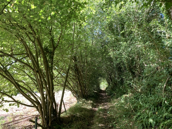 Notre chemin avance maintenant en balcon au-dessus du vallon du ruisseau de la Fontaine St-Martin.