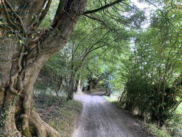 Chemin en direction du Tanné.