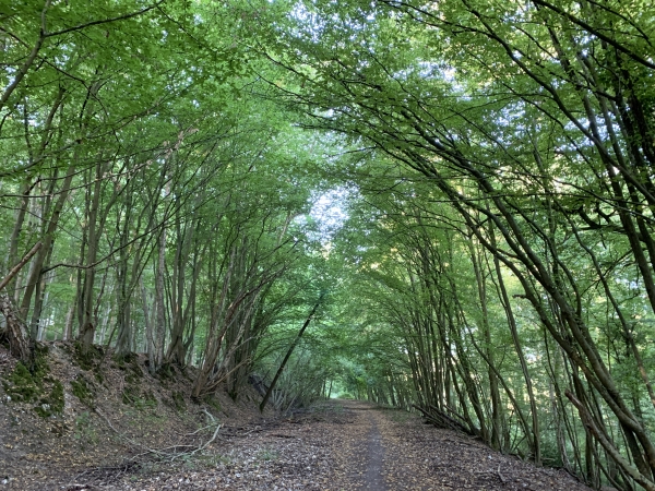 Nous rejoignons, par de petits chemins, l'ancienne voie ferrée qui prolonge le viaduc des 17 piles.