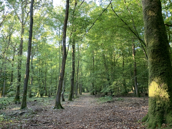 Nous venons de voir une laie et ses nombreux marcassins qui traversaient ce chemin, mais elle a été trop rapide pour le photographe.