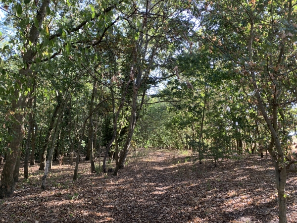 Deuxième boucle. Nous quittons la rue Paul Doumer pour suivre un sentier boisé.