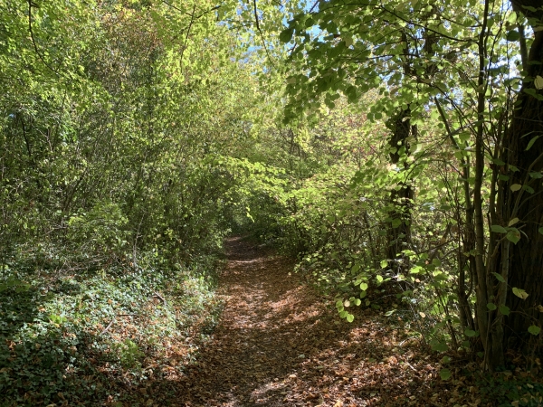 Troisième boucle. Nous redescendons dans la vallée par un chemin qui serpente sous les arbres.