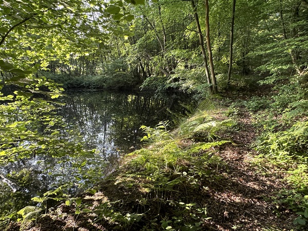 Nous entrons en forêt domaniale du Trait-Maulévrier en longeant cette mare.