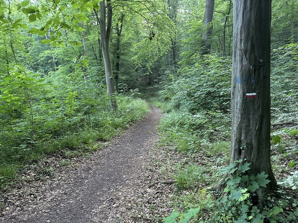 Il nous suffit maintenant de suivre les balises du GR2 jusqu'aux hauteurs de St-Wandrille-Rançon.