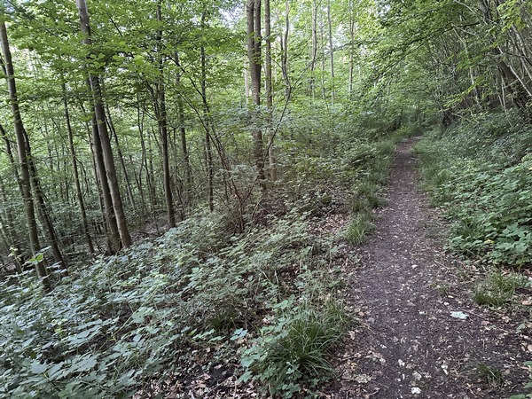 Après le Val des Noyers, nous avançons à flanc de coteau, au-dessus de la vallée de la Seine.