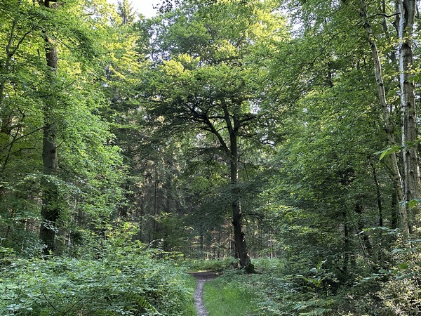 Après avoir remonté le Val à Grand, nous croisons un hêtre splendide, qui ne semble pas avoir pris ombrage des nombreux pins qui l'entourent.