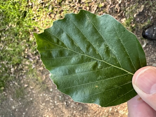 Le charme d'Adam c'est d'être à poil ! Cette phrase mnémotechnique nous rappelle que le charme a des dents en bordure de sa feuille, et le hêtre a des poils. Ce bel arbre est bien un hêtre.