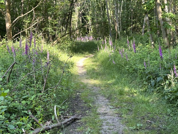 Nous avançons sur le plateau en direction de St-Wandrille, sur un chemin bordé d'élégantes digitales, connues pour leur toxicité.