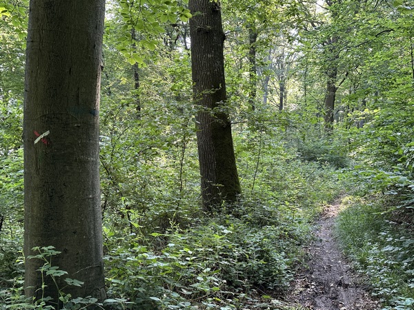 Avant de descendre vers St-Wandrille, nous quittons le GR2 pour marcher vers le nord-est.