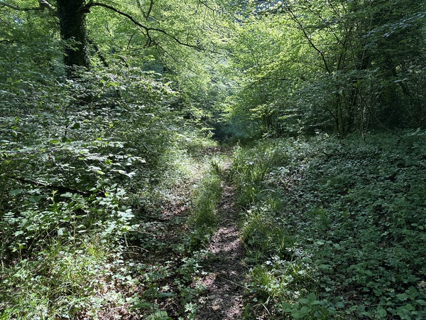 Après la Cavée du Moulin, le chemin est un peu encombré. Rien de méchant, mais le contraste est grand avec les larges chemins du GR2.