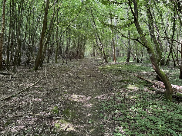 Dans la montée vers le Genétay, le chemin est, cette fois-ci, tapissé de branches mortes. Visiblement, il n'est plus beaucoup fréquenté.&nbsp;
