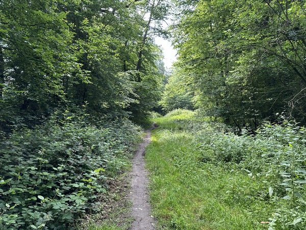 Nous traversons la D64 et retrouvons la forêt domaniale. Notre chemin longe la lisière.