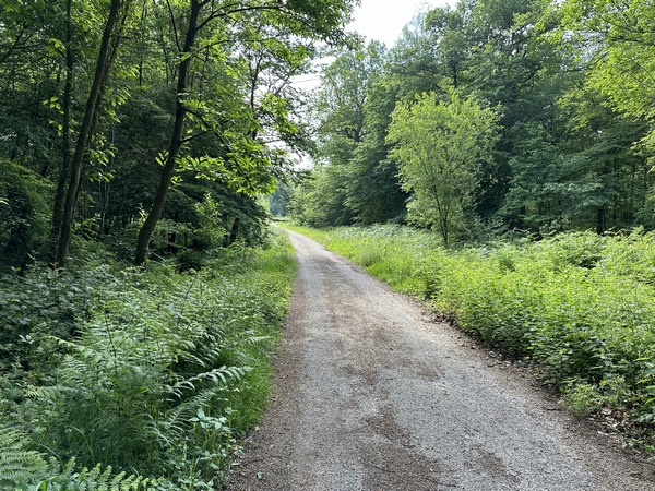 Nous rejoignons la voie forestière de Caudebecquet, que nous allons suivre jusqu'à l'ancienne maison forestière de la Haie de Gauville.