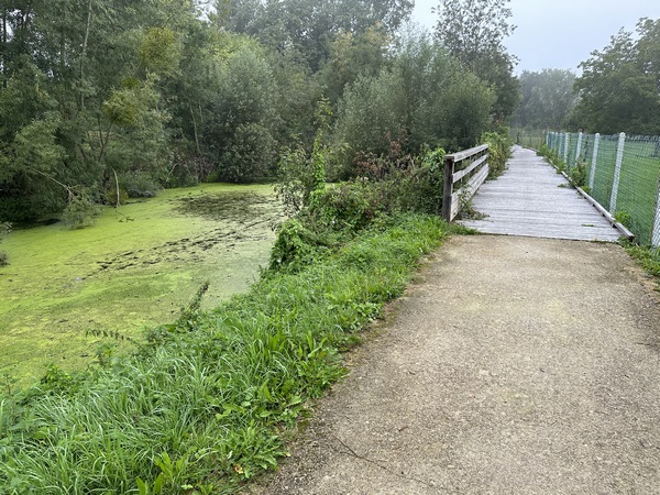 Au niveau du bras mort de la Seine, certaines zones de faibles largeurs ont nécessité un agencement particulier avec un platelage en bois qui s’intègre parfaitement au paysage. On voit même un crocodile, ah non, une simple branche, mais on s'y croirait.