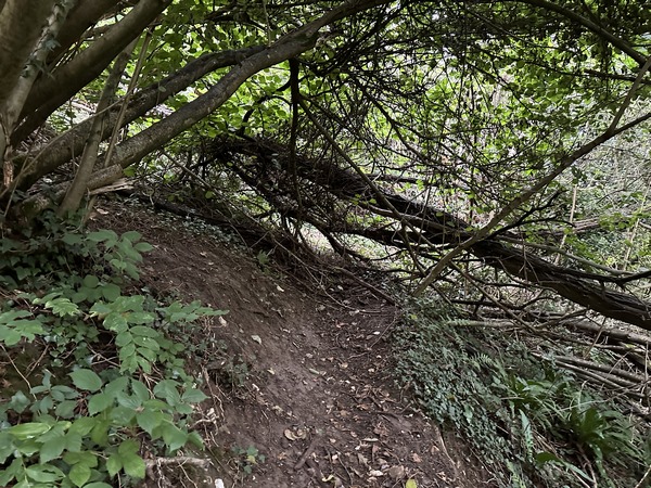 Un arbre est tombé sur le sentier. Nous ne sommes pas les premiers à passer, et on voit une trace de contournement .