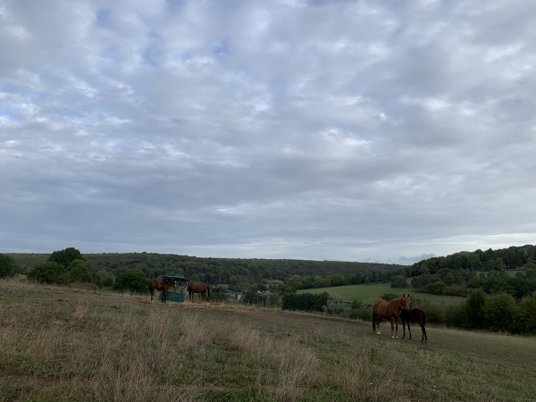 Depuis notre départ, nous avons croisé de nombreux chevaux. Ici, 2 juments et leurs poulains.