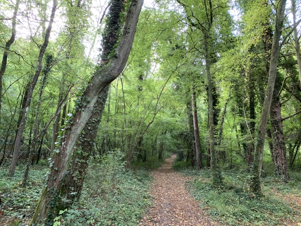 Bois de la Poulette en direction de La Harengère.