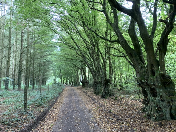 Chemin du Bois Gamard, bois de La Vente des Joncs Marins.