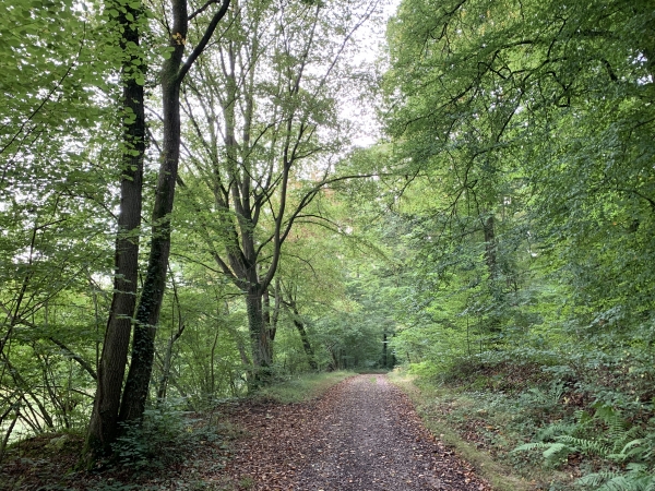 Route forestière de la Marlière au Roi.