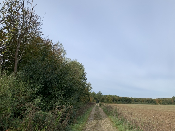 A la sortie du hameau du Grand-Fray, nous suivons la route forestière du Père Jumelin jusqu'à l'entrée en forêt.