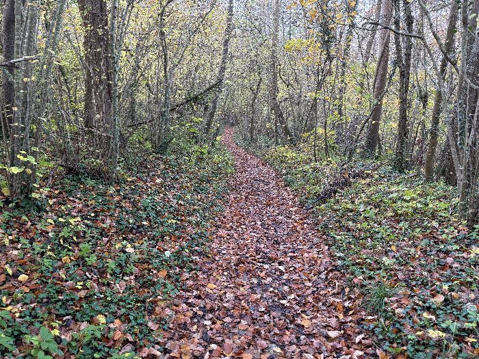 Nous descendons vers la Seine en suivant une variante du GR2. La Côte des Oiseaux est boisée, notre chemin la traverse jusqu'au hameau de l'Ormais.