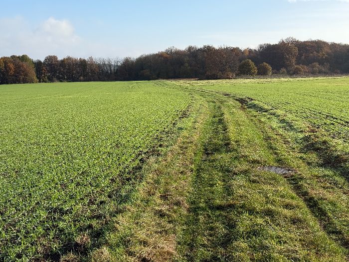 Nous traversons la D135 et marchons maintenant vers le bois de la Fayel.