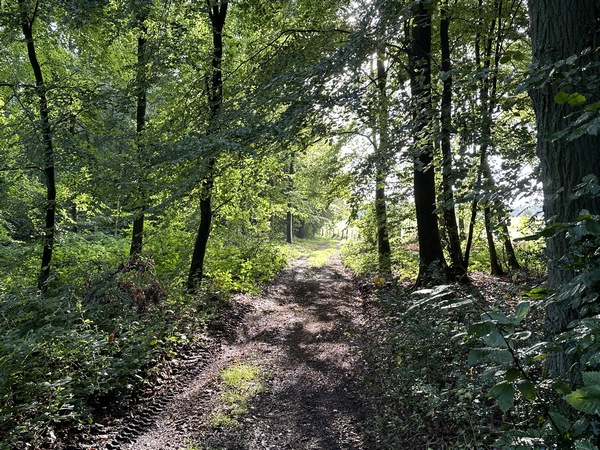 Nous traversons le bois du coteau.
