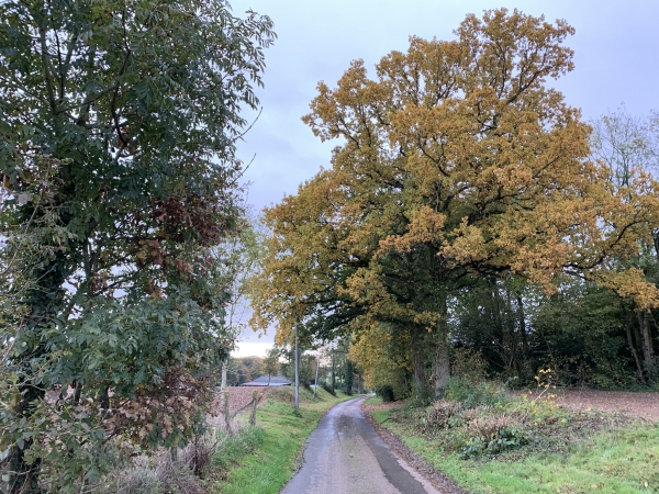 Nous sommes maintenant sur l'ancienne voie gallo-romaine de Duclair à Doudeville. Nous avons traversé le Champ des Batailles et allons bientôt tourner à droite vers les Terres de l'Epine.