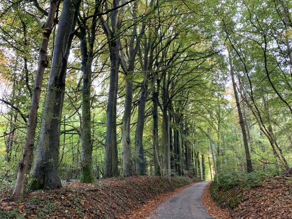 Nous longeons le domaine du château du Plain Bosc. Notre chemin est bordé de hêtres majestueux.
