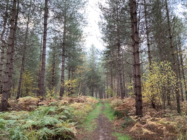 Le bois de Valleville est une grande pinède parsemée de bouleaux et tapissée de fougères. Malgré de nombreux jours de pluie, le chemin recouvert d'un humus d'aiguilles reste sec.