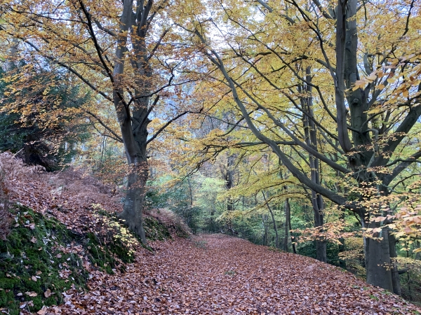 La forêt nous offre ses couleurs d'automne toujours étonnantes, mais elle est belle en toute saison. Nous descendons maintenant vers la vallée de la Risle.