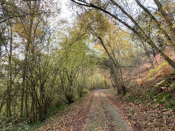 Montée boisée sur l'Ancienne Route d'Aclou.