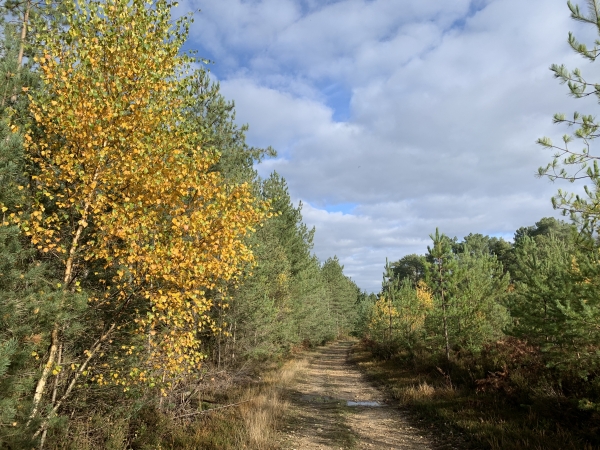 Après la traversée du plateau, nous retrouvons la forêt. Il s'agit maintenant du bois de Bonnechose. Nous allons le traverser jusqu'aux Fontaines.
