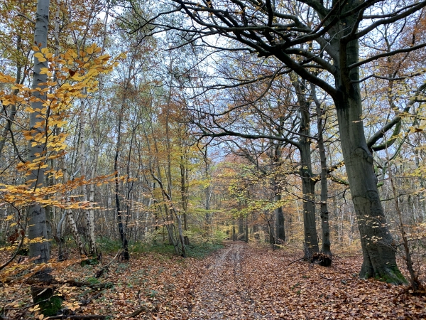 Le chemin des Randonneurs, traverse le bois de Montville et descend vers la vallée du Cailly.
