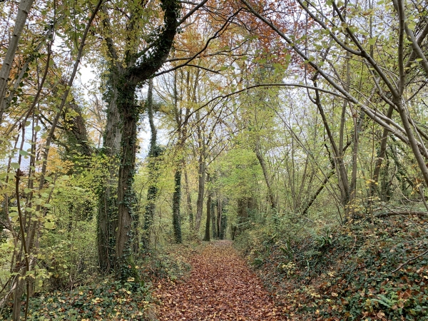 Nous montons à travers bois en direction de Mont-Cauvaire.
