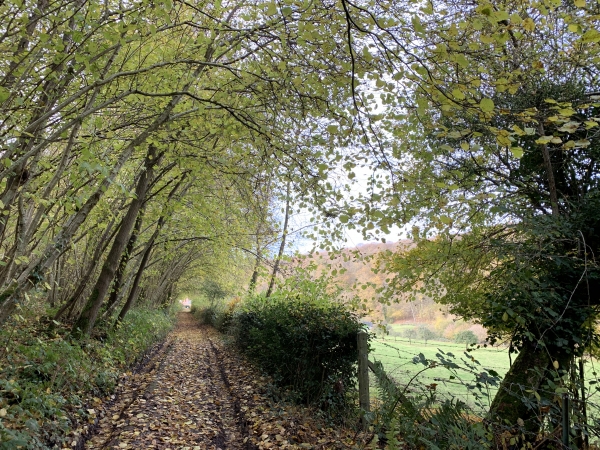 Nous traversons les bois des Fonds du Coudray et de la Garenne en direction de Grand-Tendos.
