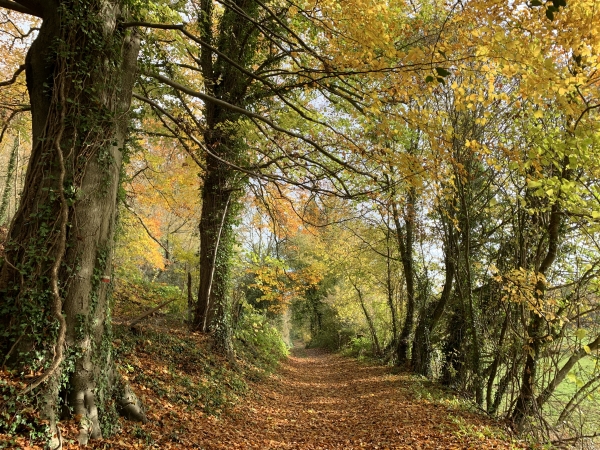 Chemin de la Côte des Essarts, au-dessus du Cailly.