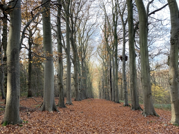 L'étroit sentier s'ouvre sur belle allée forestière dans le bois de la Futaie. Cette allée est sans doute en lien avec le Bon Abri, ancien relais de chasse désormais en ruine, qui se trouve en bas au sud de l'allée.