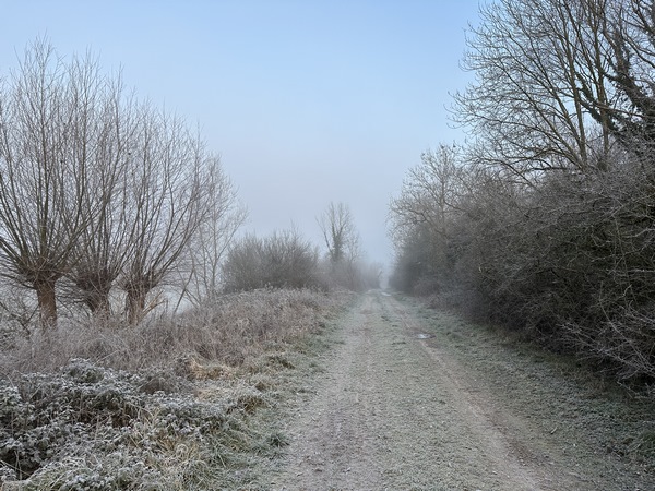 Nous avons quitté le Chemin des Marais, pour suivre ce large chemin bordé d'anciens arbres têtards. A la belle saison, on peut voir des Highland Cattle et des chevaux Camargais.