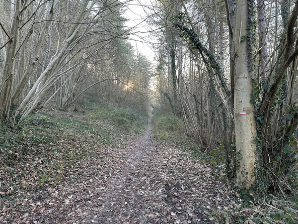 En hauteur, nous rejoignons le GR2 que nous allons suivre tout au long de la traversée de la forêt.