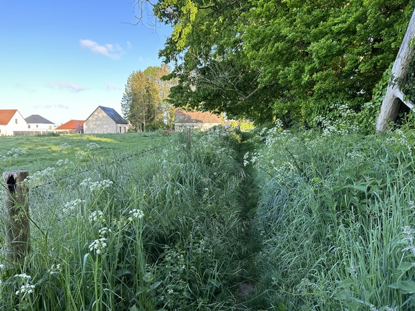 La végétation explose en ce printemps humide, nous entrons dans Eslette entre les rangs de cerfeuil sauvage.
