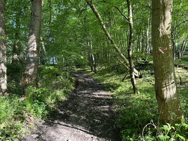 Le chemin longe les bois de St-Amand et de St-Maurice, en suivant un moment le GR210 que nous quittons ici en tournant vers le Bois le Vicomte.