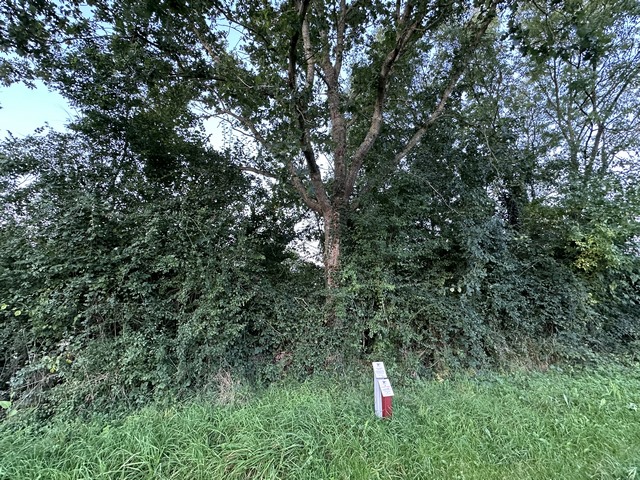 A Mesnières-en-Bray, l'Avenue Verte est agrémentée de panneaux explicatifs de la flore locale. Ici, ce chêne date de l'abandon de la voie ferrée : il a poussé en raison de l'arrêt de l'entretien chimique des abords. Il est devenu un repère temporel.<br>